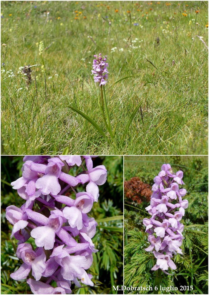 Orchidee alpine austriache ( M.Traweng, Burgeralm, Petzen, M.Dobratsch)